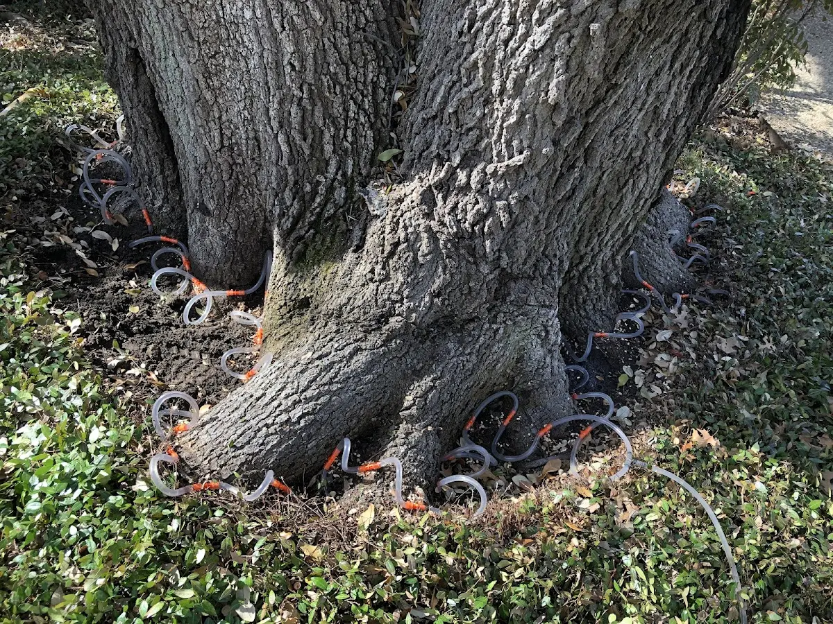 Detailed Tree Cabling and Bracing job site in Davidsville
