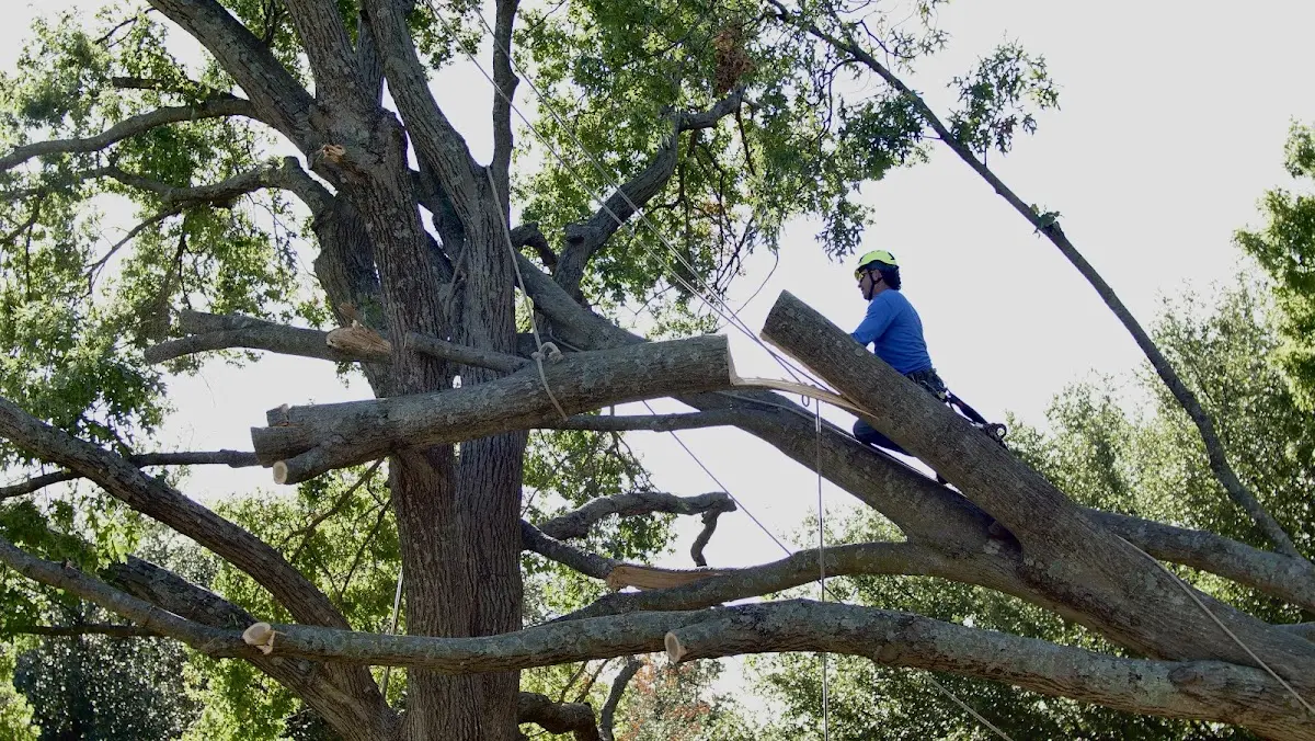 Professional Hazardous Tree Removal performed by certified arborists in Davidsville